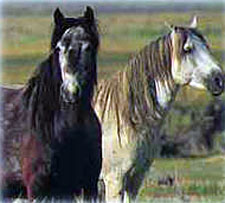 USA-California-Mustangs in the Wild